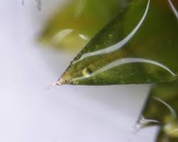 Attēlu rezultāti vaicājumam “Tortula truncata sporophyte”