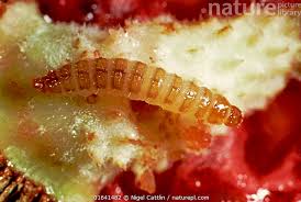 Attēlu rezultāti vaicājumam “Byturus tomentosus”