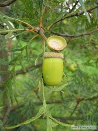 Attēlu rezultāti vaicājumam “Quercus robur fo. pectinata”