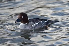 Attēlu rezultāti vaicājumam “Bucephala clangula female”