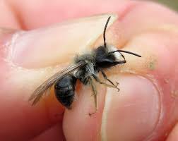 Attēlu rezultāti vaicājumam “Andrena vaga”