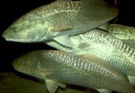 Image result for Sciaenops ocellatus