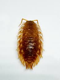 Attēlu rezultāti vaicājumam “Oniscus asellus”