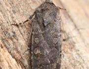 Attēlu rezultāti vaicājumam “Euxoa nigricans”