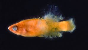 Image result for Coregonus huntsmani