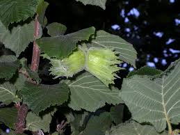 Attēlu rezultāti vaicājumam “Corylus avellana”