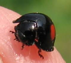 Attēlu rezultāti vaicājumam “Chilocorus renipustulatus”