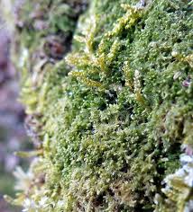 Attēlu rezultāti vaicājumam “Blepharostoma trichophyllum sporophyte”
