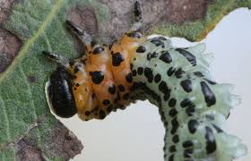 Attēlu rezultāti vaicājumam “Nematus salicis”