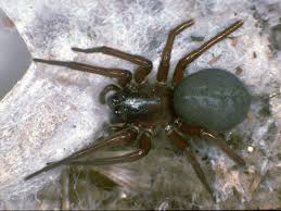 Attēlu rezultāti vaicājumam “Gnaphosidae”