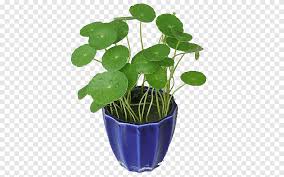 Attēlu rezultāti vaicājumam “Hydrocotyle vulgaris leaf”