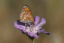 Attēlu rezultāti vaicājumam “Melitaea didyma underside”