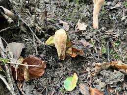 Attēlu rezultāti vaicājumam “Clavariadelphus pistillaris”