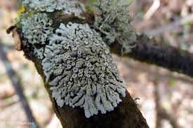 Attēlu rezultāti vaicājumam “Physcia aipolia”