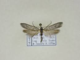 Attēlu rezultāti vaicājumam “Tineidae”