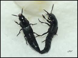 Attēlu rezultāti vaicājumam “Quedius dilatatus”