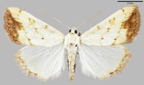 Attēlu rezultāti vaicājumam “Evergestis extimalis”