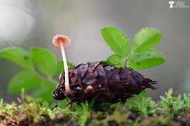 Attēlu rezultāti vaicājumam “Mycena purpureofusca”