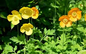 Image result for Scheinmohn