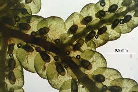 Attēlu rezultāti vaicājumam “Frullania dilatata”