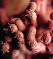 Attēlu rezultāti vaicājumam “Lycogala cf. oleocrystalliferum”