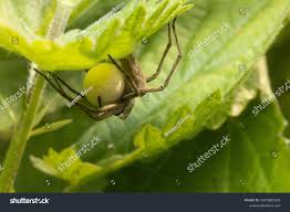 Attēlu rezultāti vaicājumam “Xysticus ulmi”