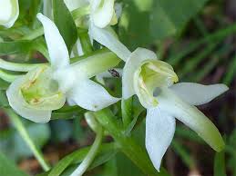 Attēlu rezultāti vaicājumam “Platanthera chlorantha flower”