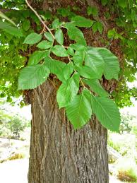 Attēlu rezultāti vaicājumam “Ulmus laevis”