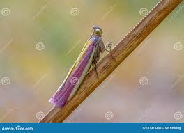 Attēlu rezultāti vaicājumam “Oncocera semirubella”