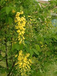Attēlu rezultāti vaicājumam “Laburnum alpinum flower”