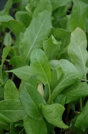 Attēlu rezultāti vaicājumam “Rumex acetosa”