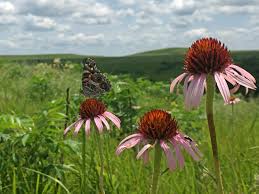 Image result for Echinacea Lustre hybrids