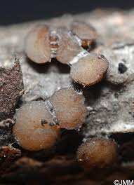 Attēlu rezultāti vaicājumam “Vibrissea decolorans”