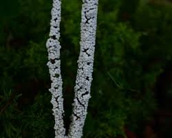 Attēlu rezultāti vaicājumam “Diderma globosum”