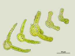Attēlu rezultāti vaicājumam “Gymnostomum calcareum”
