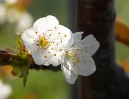 Attēlu rezultāti vaicājumam “Cerasus flower”