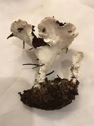 Attēlu rezultāti vaicājumam “Sistotrema confluens”