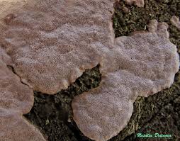 Attēlu rezultāti vaicājumam “Phellinus laevigatus”