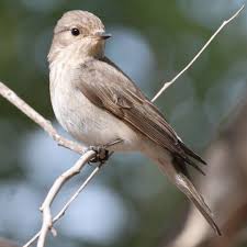 Attēlu rezultāti vaicājumam “Muscicapa striata adult”