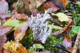 Attēlu rezultāti vaicājumam “Clavulina cinerea”