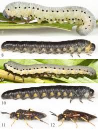 Attēlu rezultāti vaicājumam “Gynaephora selenitica larva”