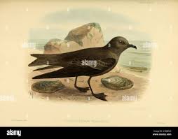 Image result for Oceanodroma monorhis