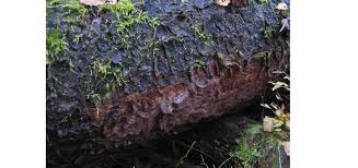Attēlu rezultāti vaicājumam “Phellinus ferrugineofuscus”