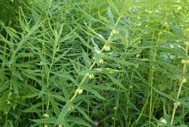 Attēlu rezultāti vaicājumam “Polygonatum verticillatum leaf”