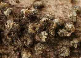 Attēlu rezultāti vaicājumam “Physarum ovisporum spores”