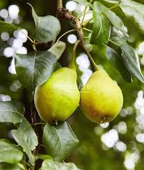 Attēlu rezultāti vaicājumam “Pyrus”