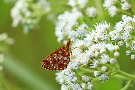 Attēlu rezultāti vaicājumam “Clossiana selene underside”