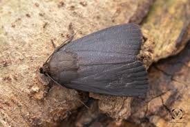 Attēlu rezultāti vaicājumam “Amphipyra livida”