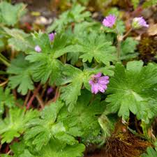 Attēlu rezultāti vaicājumam “Geranium molle flower”