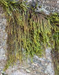 Attēlu rezultāti vaicājumam “Pterigynandrum filiforme”